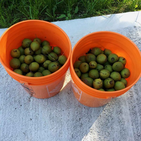Gathering walnuts in the autumn at the farm.